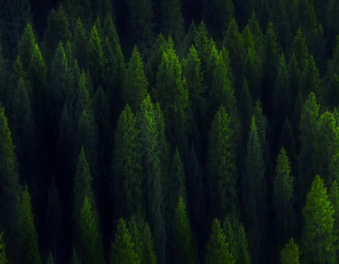 世界環(huán)境日|華洲無醛板，我是環(huán)保行動(dòng)者！(圖3)