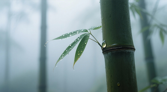 不與水爭的溫柔底氣&mdash;&mdash;華洲竹馨板，解鎖家居防潮的竹系智慧