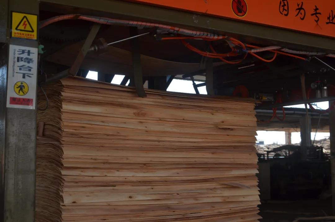 明星產品 | 華洲實木多層板誕生記！(圖5)