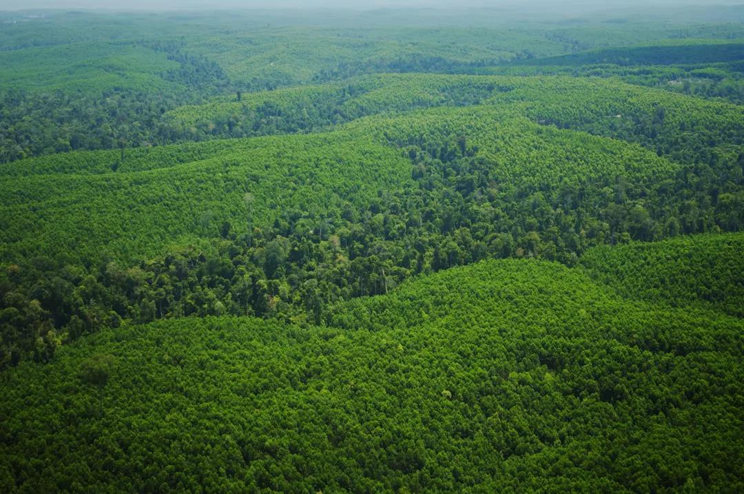 保障無(wú)醛添加，華洲金品澳桉板都做了這些事！(圖1)